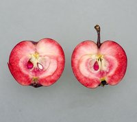 Era Redlowe, redfleshed apple